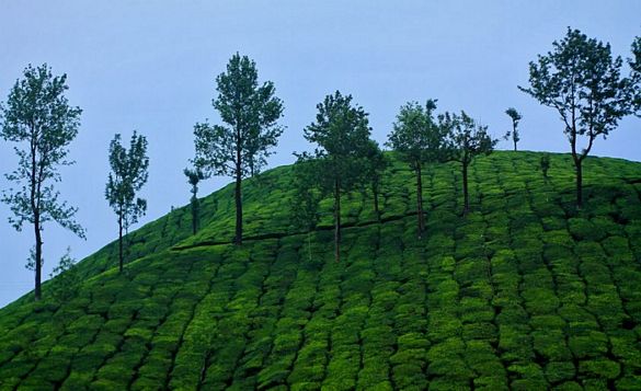 Explore the Best Places to Visit in Idukki, Kerala - A Traveler's Guide