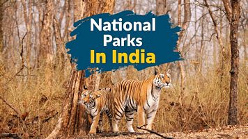 If You Are Wildlife Lovers So Here is A Complete List of National park destinations in India