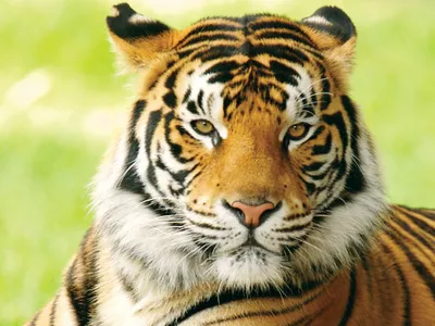 Discover the Spiritual Wonders: Temples in Patna